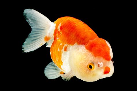 Ranchu (Gold Fish) | Goldfish pond, Aquarium fish, Cute fish