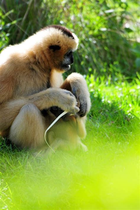 Gibbon Monkey Protecting & Feeding Baby Stock Photo - Image of habitat ...