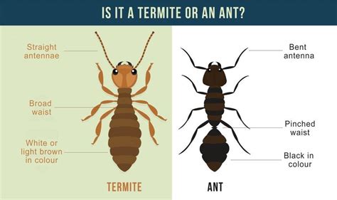 How To Identify Termites? | Safeguard Pest Control