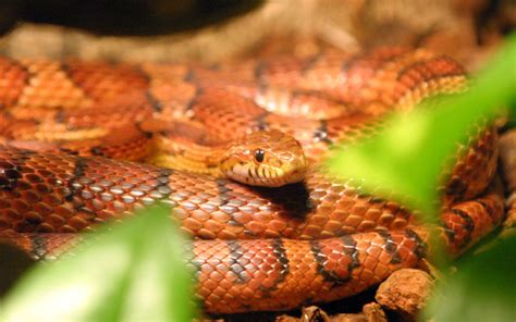 Corn Snakes at MadelineDyer.com