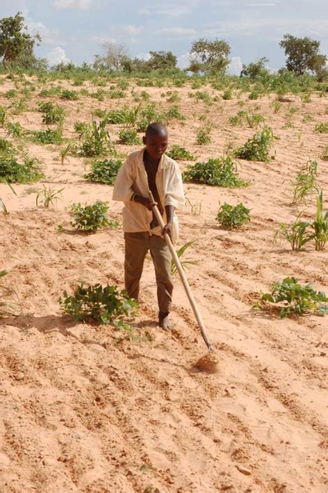 Drought-tolerant species thrive despite returning rains in the Sahel