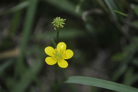 Small Yellow Flowers by tinseltowntommy on DeviantArt