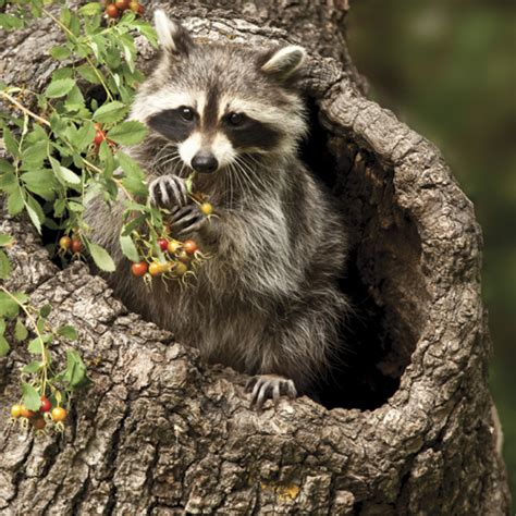 Species Spotlight: Raccoon | All Parks | Oh, Ranger!