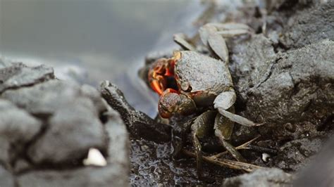 9 Great Tank Mates for Red Claw Crabs: Compatibility Guide 2024 | Hepper