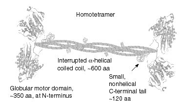 The Kinesin-5 Family – Kinesin