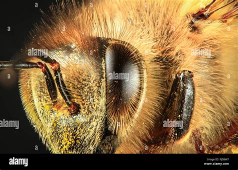 Closeup of the eye and face of a western honey bee (Apis mellifera ...