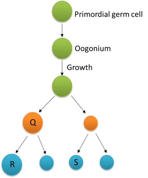 4.10.1a Gamete Formation (Objective Questions) - SPM Biology