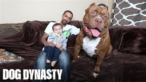 Meet 'Hulk': The Giant 175lb Family Pit Bull | DOG DYNASTY | FunnyCat.TV