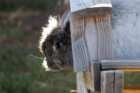 Angora Farm Checklist - Thee Art in Me