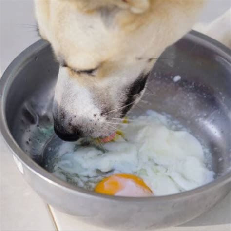 Are Raw Eggs Good for Dogs? Uncover the Facts at We Feed Raw