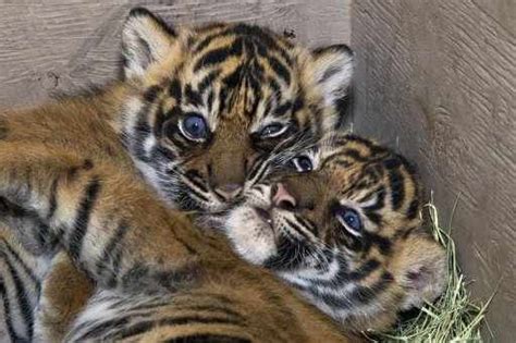 17 Best images about orange tiger cubs on Pinterest | Tiger cubs, Cubs ...