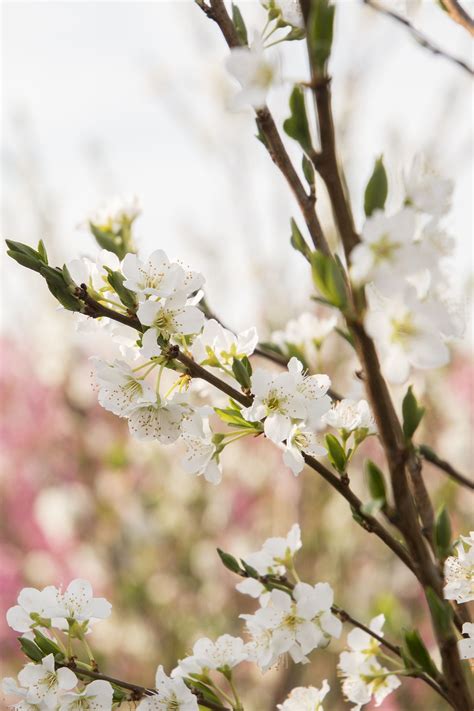 Beauty Japanese Plum | Flowering trees, Japanese plum tree, Magnolia ...