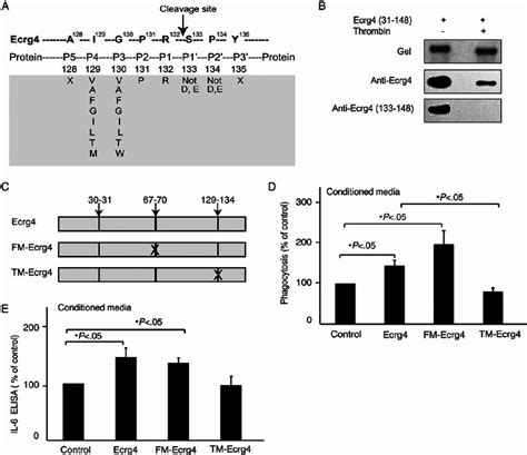 An intact thrombin cleavage site is necessary for Ecrg4 activity. (A ...