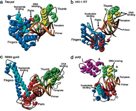 Anatomy Of A Polymerase How Function And Structure Are Related Neb ...