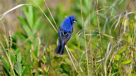 Blue Grosbeak | Audubon Field Guide