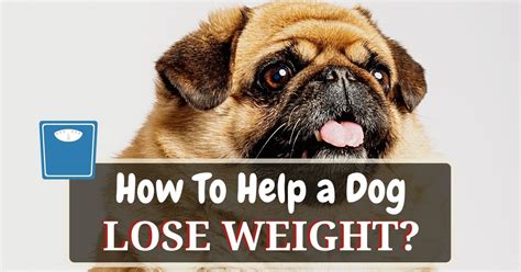 How To Help A Dog Lose Weight? 12 Dog Weight Loss Tips - Dog Food Haven