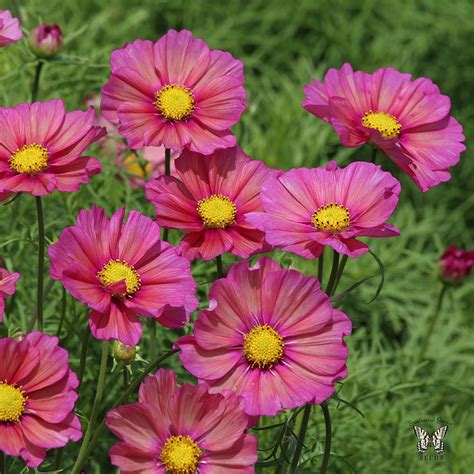 Xsenia Cosmos Seeds - Annual Flower Seeds