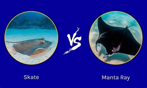 Skate vs Manta Ray: What Are The Differences? - IMP WORLD