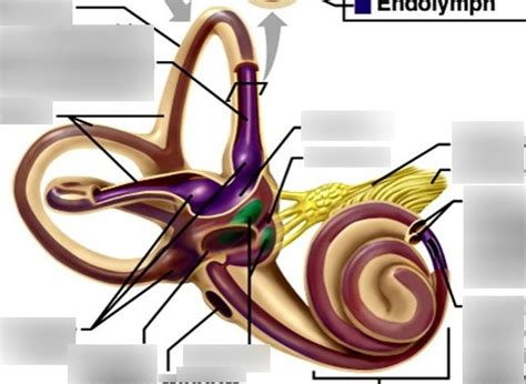 bony labyrinth diagram Diagram | Quizlet