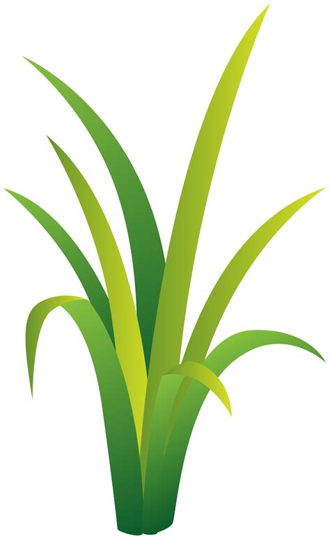 Grass 1193367 PNG