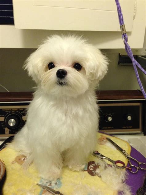 Pin de Celeta Bettison en Maltese Haircuts | Perro maltes, Perros ...