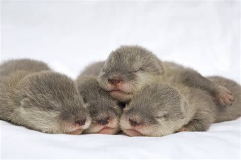 Sleeping baby otters - Teh Cute