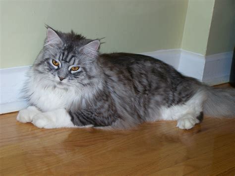 File:Maine Coon cat Toronto home.jpg - Wikipedia