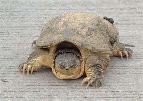 Common Snapping Turtle – chelydra serpentina - Amphibians