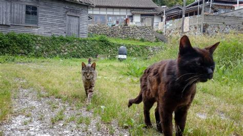 Cat Island Tashirojima | VISIT MIYAGI