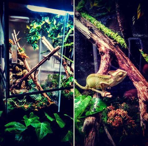 Everything You Need To Know About Creating the Perfect Chameleon Habitat