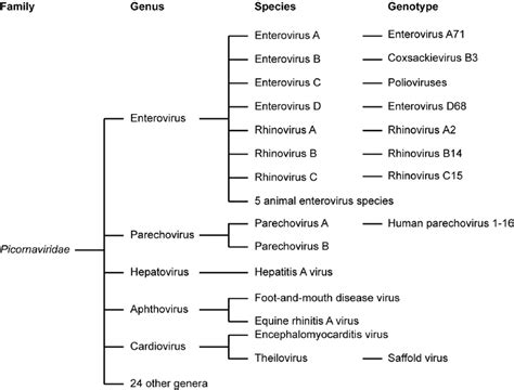 Classification of the virus family Picornaviridae . The clinically most ...