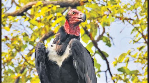 Red-headed vulture seen at Delhi’s Bhatti mines, first since 2017 ...