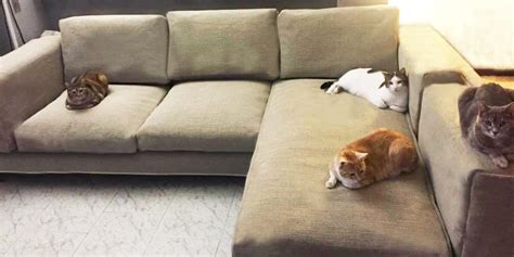 HOME - Cat Friendly Sofa Sectional Covers, Sofa Covers, Sectional Couch ...