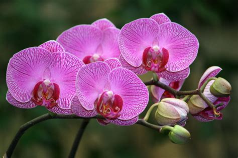 Phalaenopsis hybrid Orchid (3/15/2013) | Phalaenopsis orchid, Orchids ...