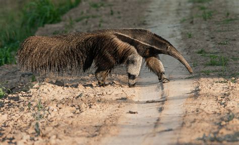 Spotting jaguars on foot in a farm in Bolivia | Condé Nast Traveller India