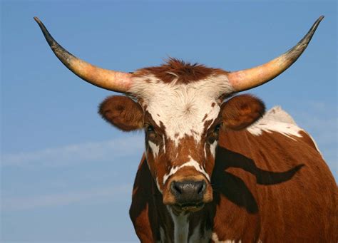 Rabbi's Blog: Horn of the Ox = Corona Vax