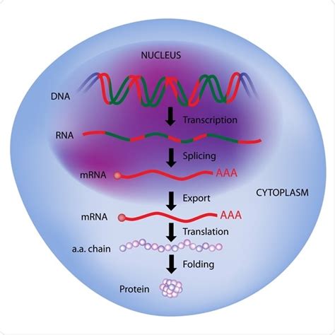 Regulation of Gene Expression