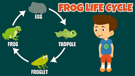 life cycle of a frog explanation - Earnests Diary Pictures