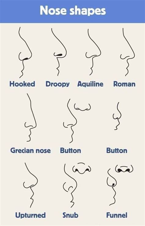 nose shapes | Nose shapes, Nose types, Different nose shapes