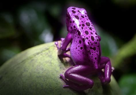 Pink Poisonous Frogs