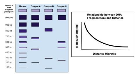 Free photo: Gel electrophoresis - Acids, Genetic, Sequencing - Free ...