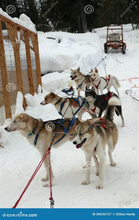 Dog Sleigh Team stock image. Image of glowing, destination - 86036721