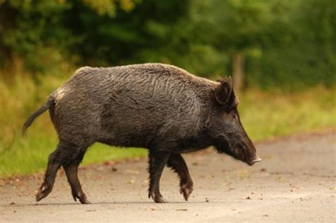 Wild Boar Facts | Anatomy, Diet, Habitat, Behavior - Animals Time