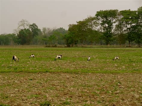 In Photos: Majuli Island, Assam. | The Shooting Star