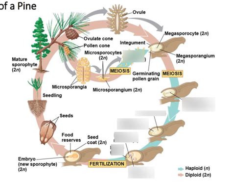 Unit 2: Lesson 11: General Life cycle of a Pine Haploid Stage (diagram ...