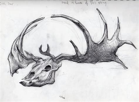 Irish Elk Skull by graven-images-426 on DeviantArt