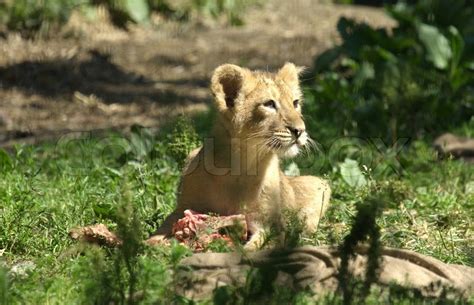 Lion family in a zoo | Stock image | Colourbox