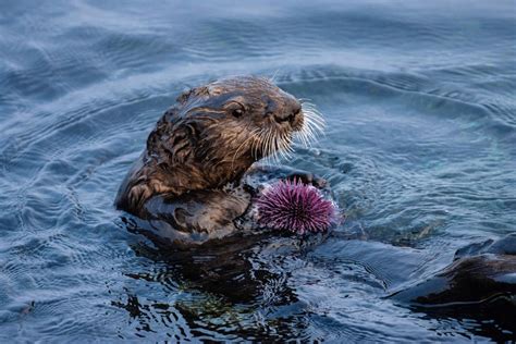 Predator and prey behavior in Pacific kelp fo | EurekAlert!