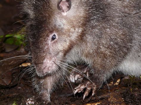 New species of giant rat discovered in crater of volcano in Papua New ...