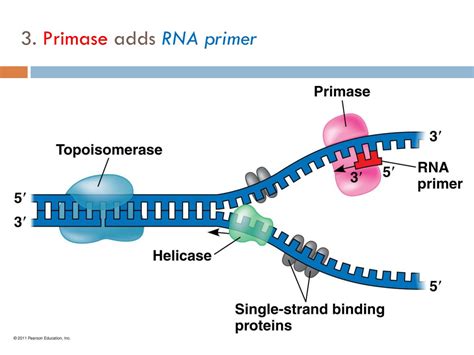 Rna Primer Function